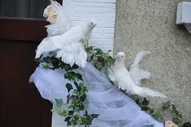 sepasang merpati